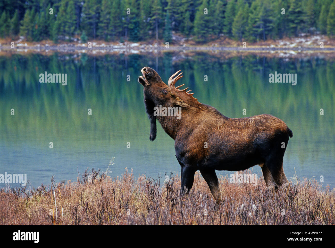 Bull Moose 14 Foto Stock