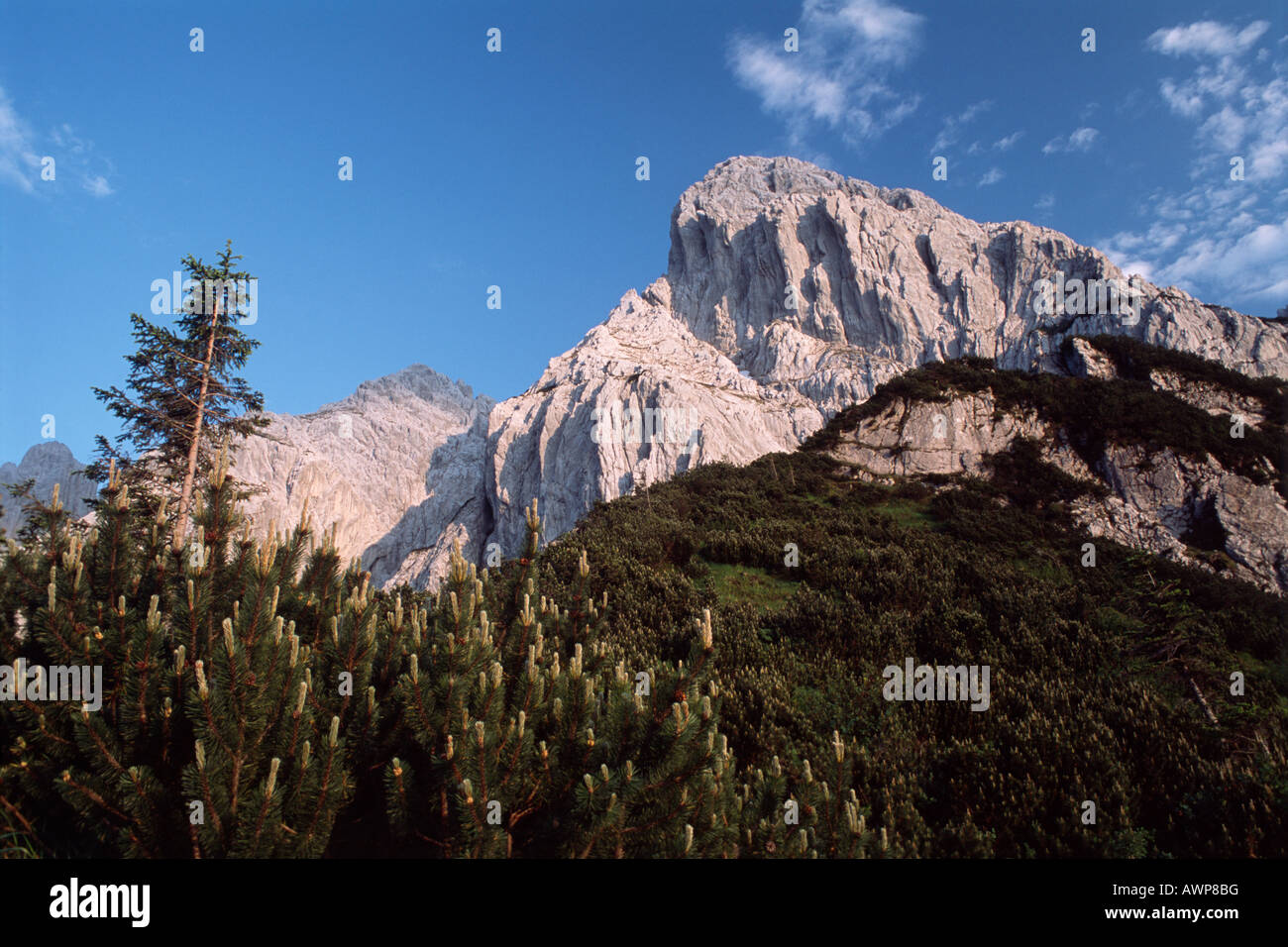 Mountain pini (Pinus mugo) ai piedi del Monte Totenkirchl, Kaiser gamma, Nord Tirolo, Austria, Europa Foto Stock
