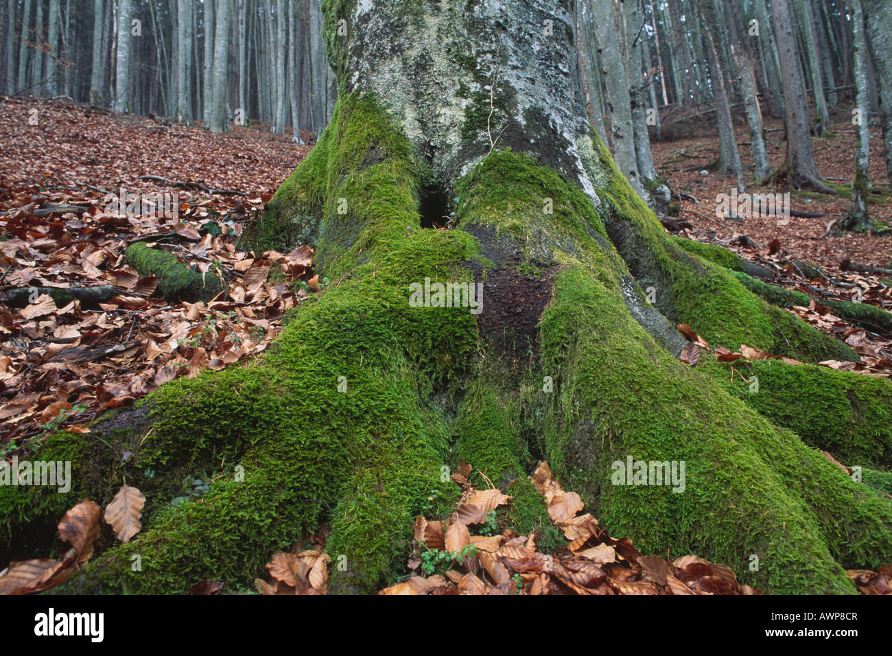 Moss-coperto il tronco di un comune faggio (Fagus sylvatica) in una foresta di faggio, Nord Tirolo, Austria, Europa Foto Stock