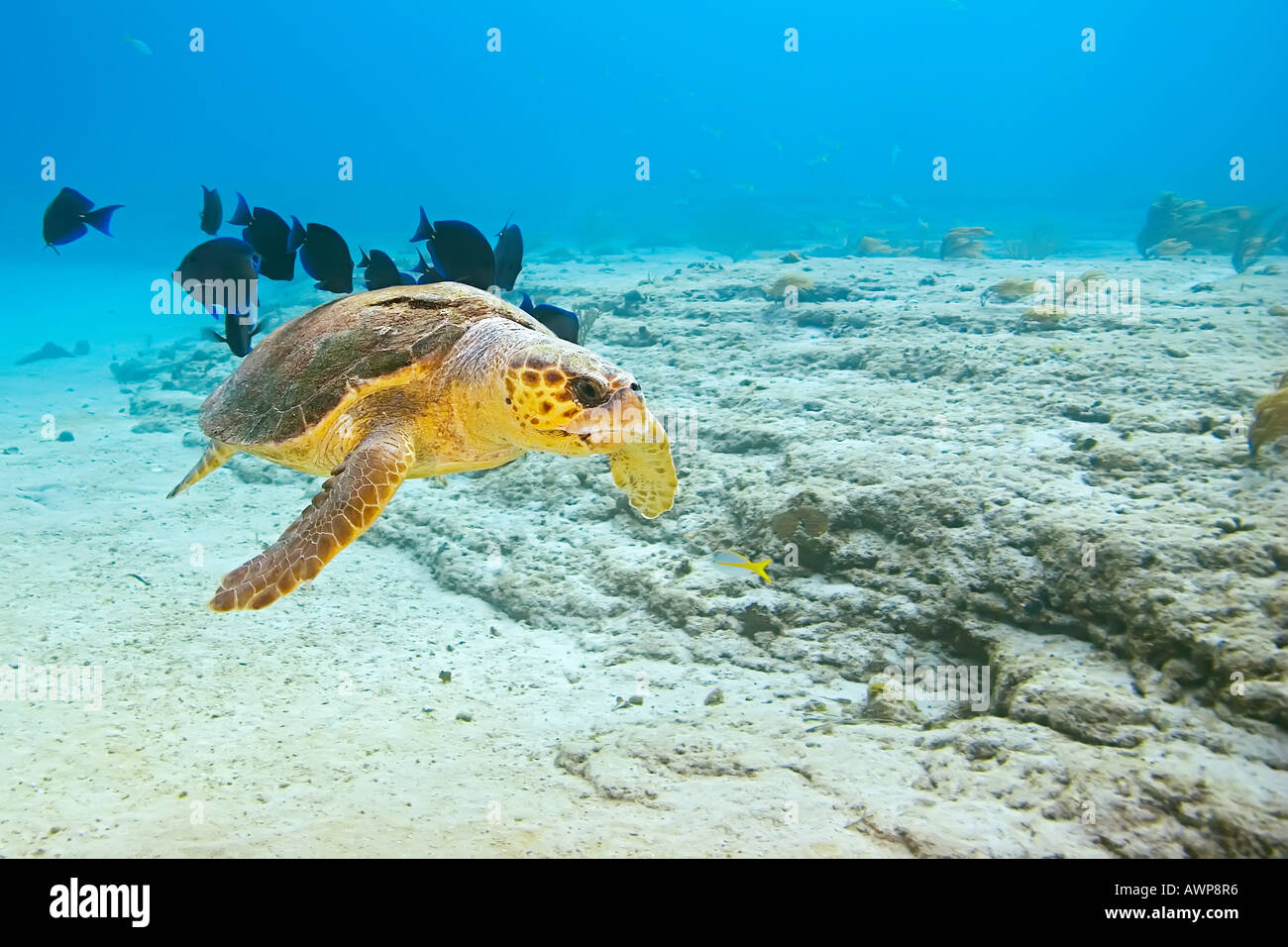 Per tartarughe marine, Caretta caretta, essendo pulito mediante linguette blu, Acanthurus coeruleus, zucchero relitto, Grand Bahama, Bahamas Foto Stock