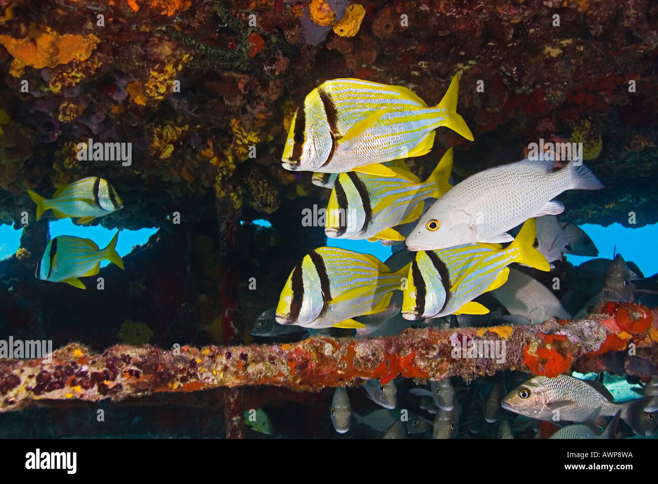 Porkfish, Anisotremus virginicus, grigio snapper, Lutjanus griseus e scelta dei marinai, Haemulon parra, zucchero relitto, Bahamas Foto Stock