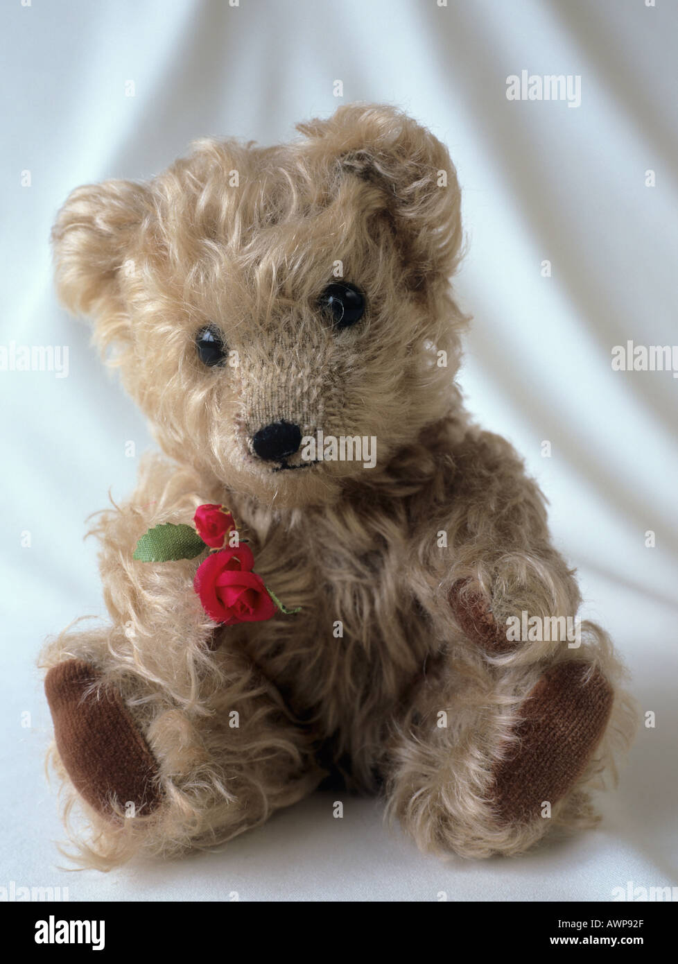 Teddy Bear Holding rose rosse e si sedette sul telo bianco sullo sfondo. Inghilterra, Regno Unito Foto Stock