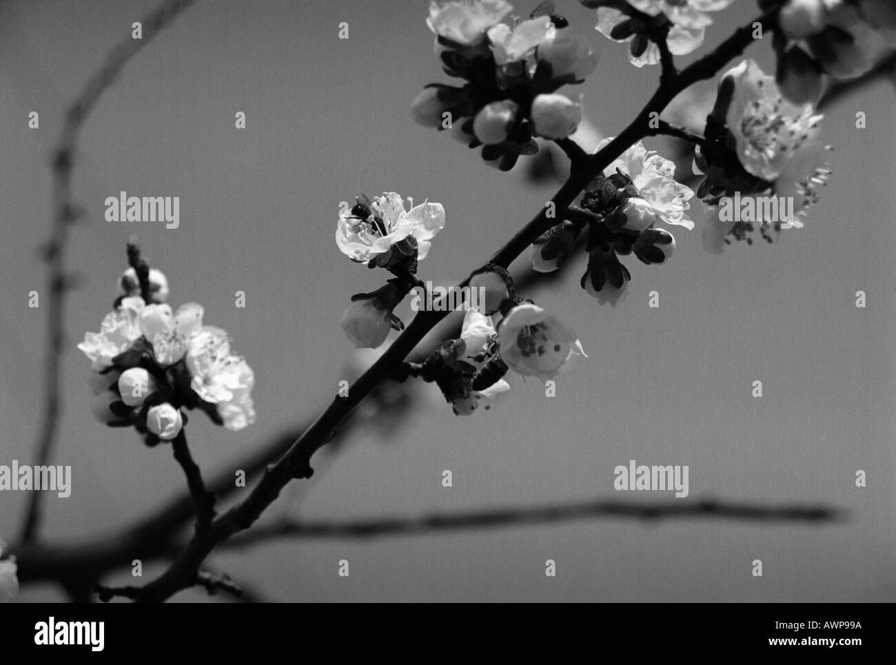 Sbocciato cherry tree twig twig bud embrione bianco burgeon albicocca bellezza paese sera focus bee pistillo stame natura fiore Foto Stock