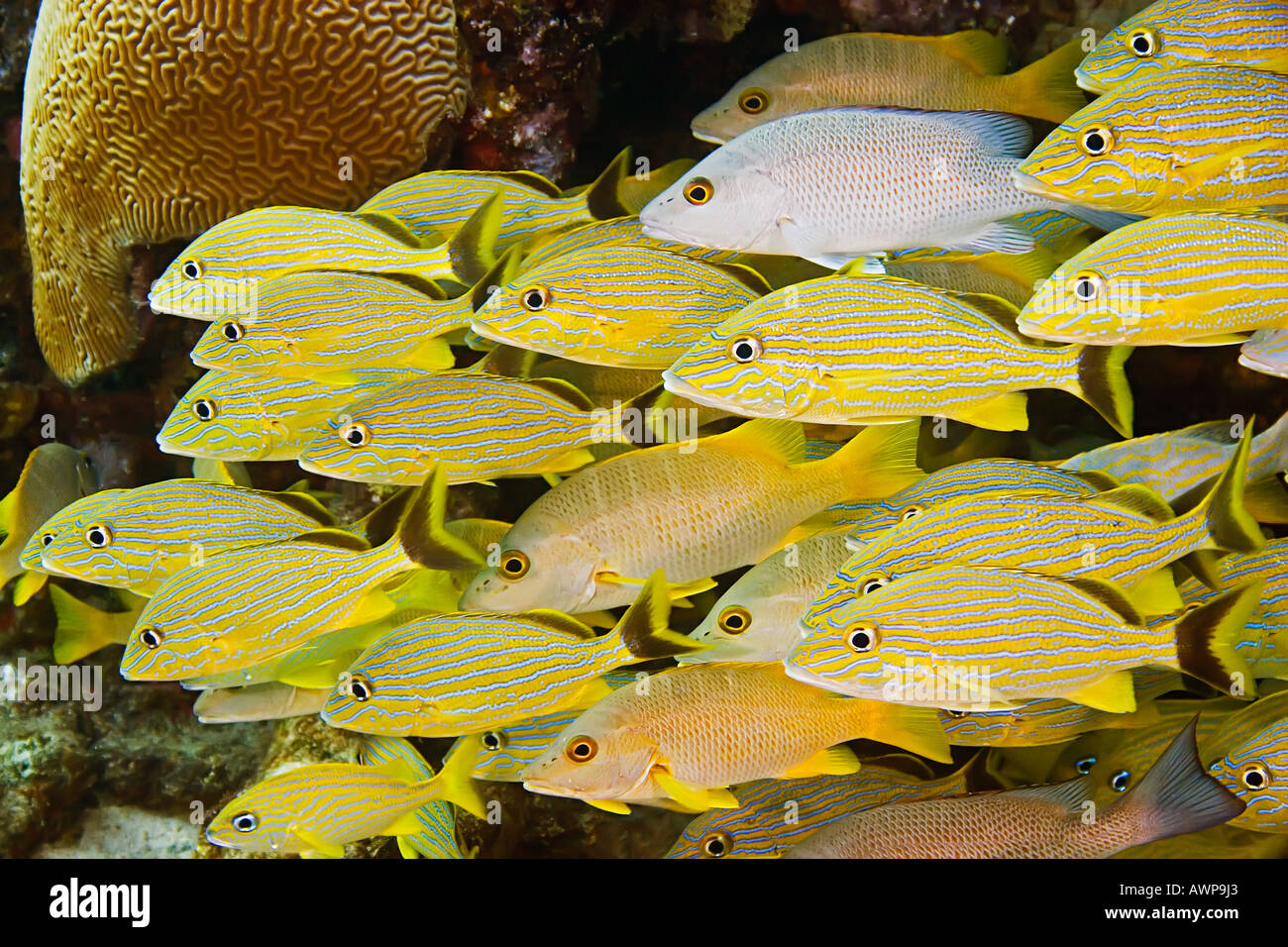 La scuola francese di grugniti, bluestriped grugniti, schoolmasters e grigio lutiani al relitto di zucchero, Grand Bahama, Bahamas, Atlantico Foto Stock