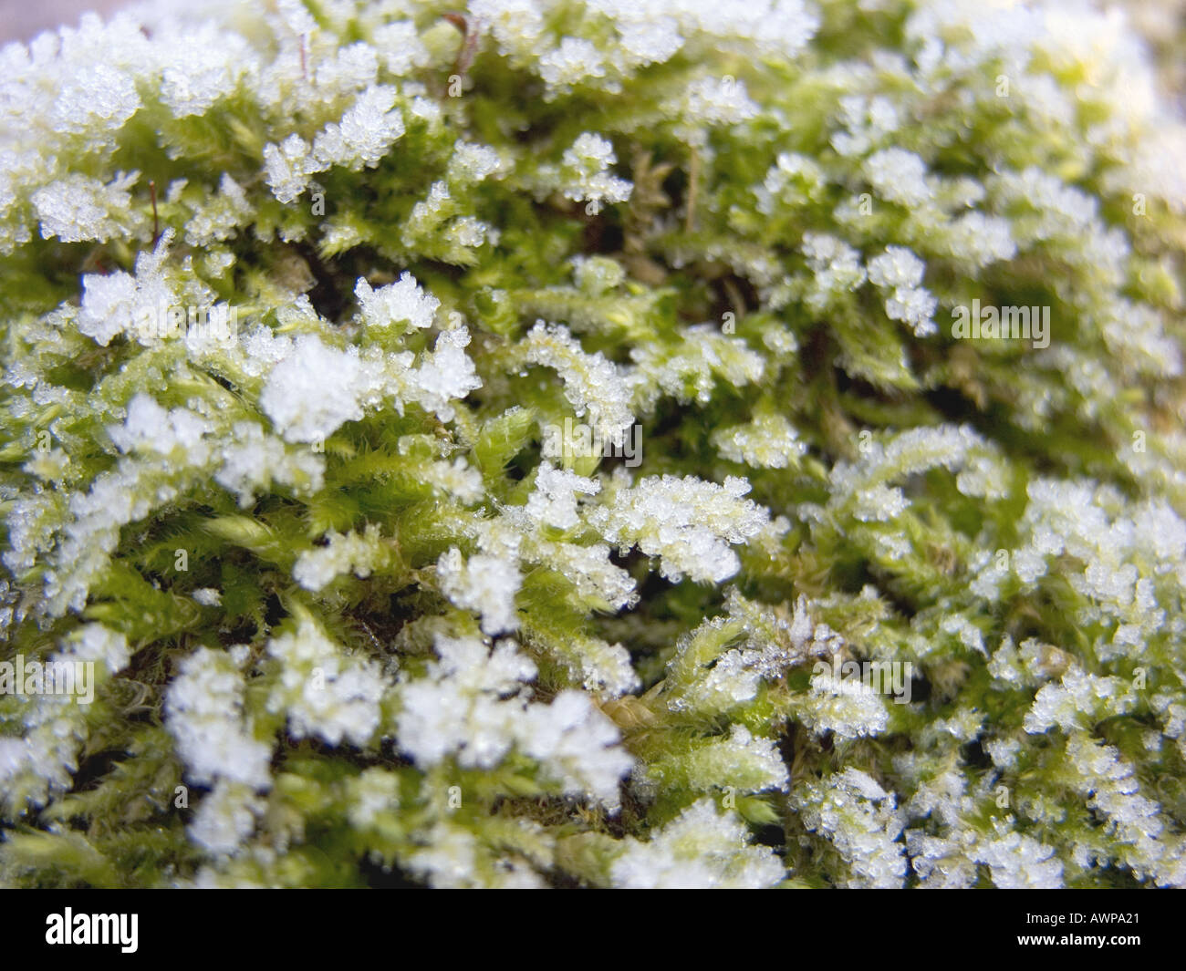 Moss in inverno la neve ghiaccio brina ghiacciata frozzen crystal Foto Stock
