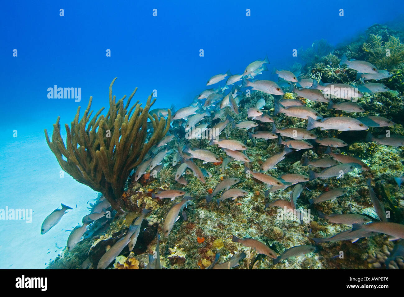 La scolarizzazione grigio lutiani, Lutjanus griseus e sulla barriera corallina, West End, Grand Bahama, Bahamas, Oceano Atlantico Foto Stock