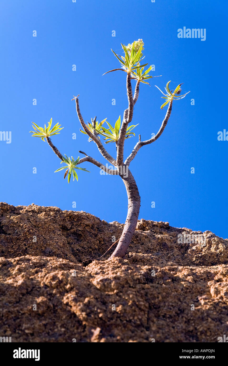 La Viper Bugloss (Echium) crescente nelle montagne di Gran Canaria Isole Canarie Spagna, Oceano Atlantico Foto Stock