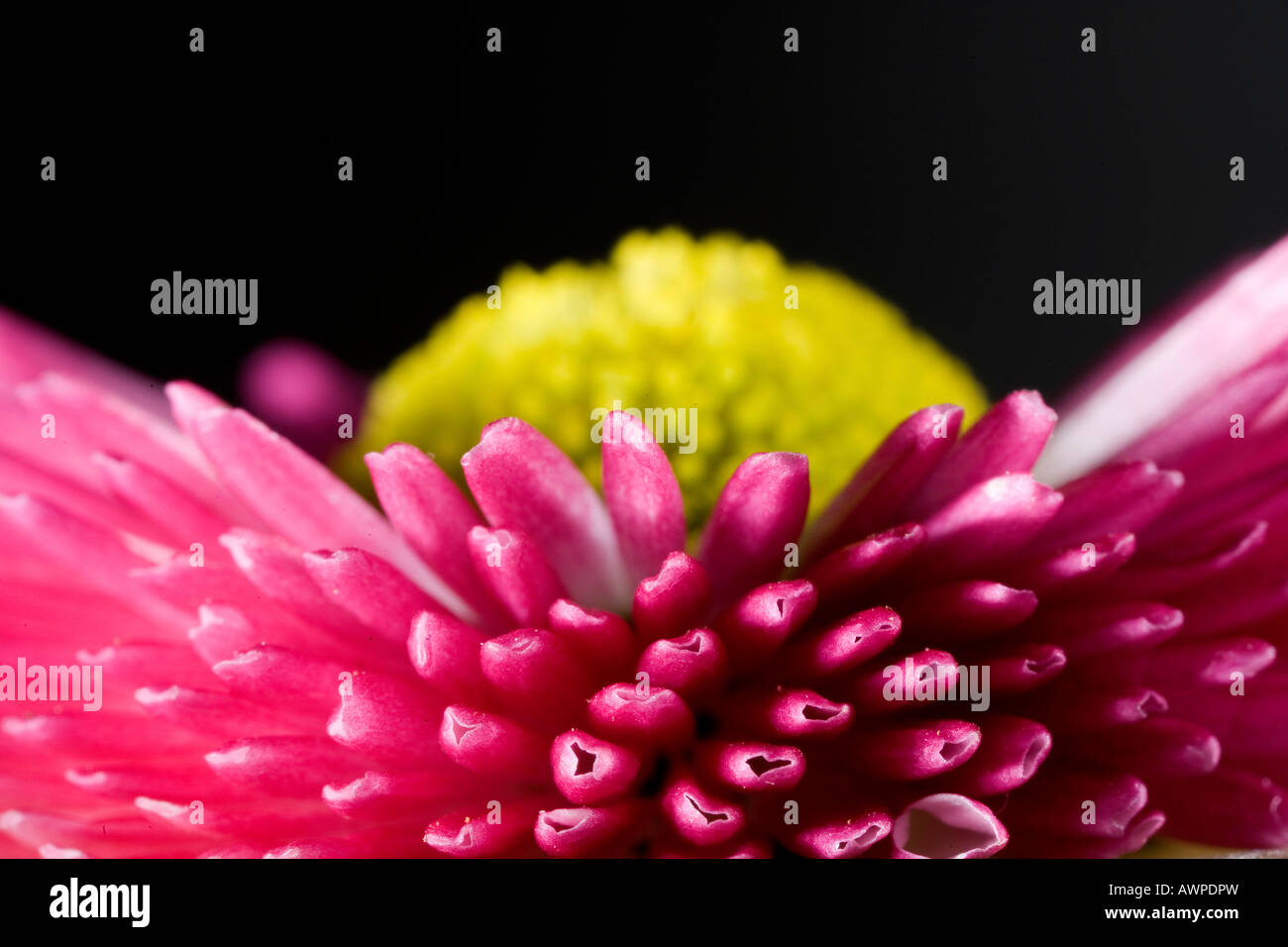 Daisy (Bellis perennis) petali, 'Rob Roy" varietà Foto Stock