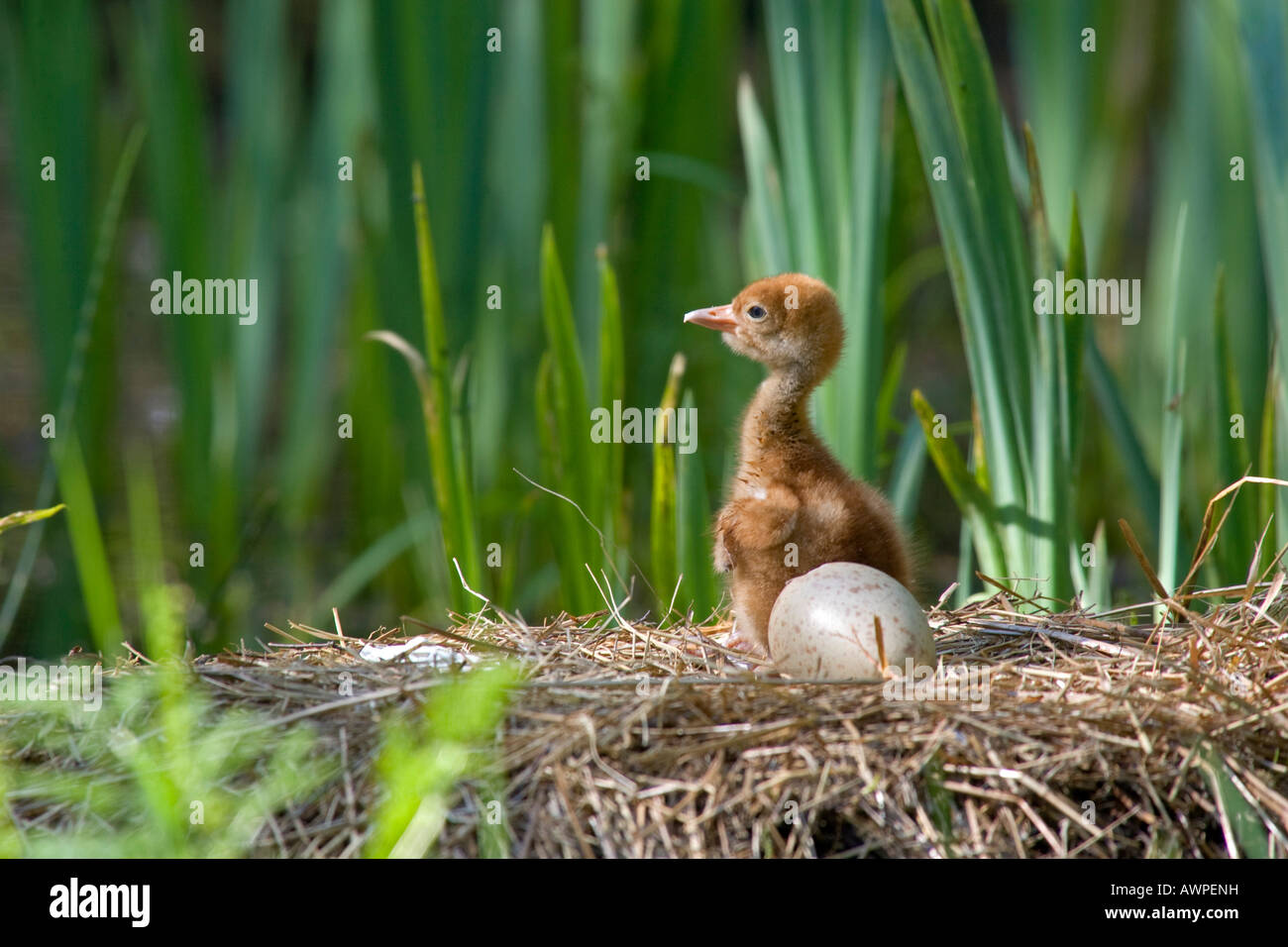 Giovani gru comune (grus grus) nel nido, Meclemburgo-Pomerania Occidentale, Germania, Europa Foto Stock