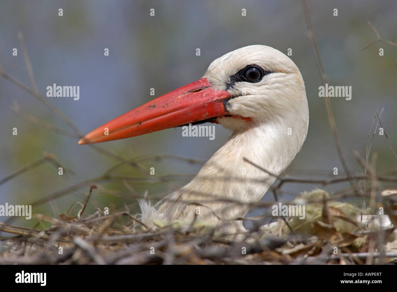 Ritratto, cicogna bianca (Ciconia ciconia) nel nido, Estremadura, Spagna, Europa Foto Stock