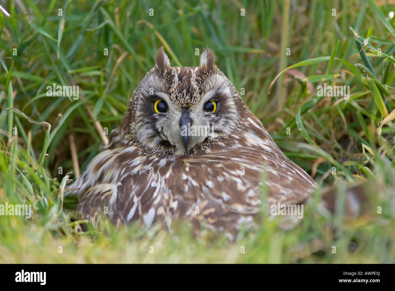 Corto-eared gufo comune (asio flammeus), Finlandia, Europa Foto Stock