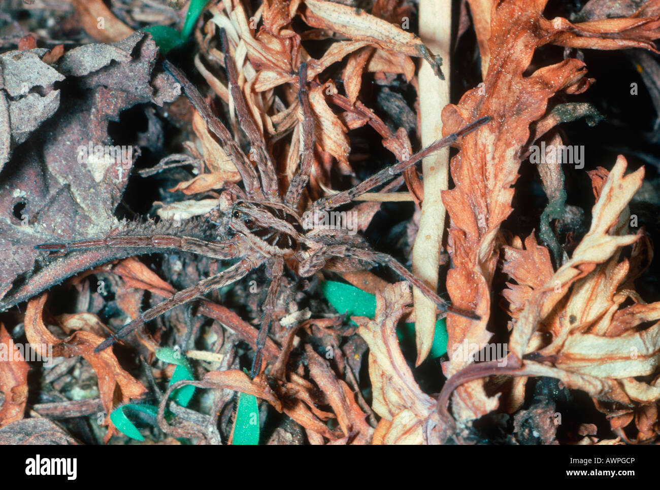 Wolf Spider, Lycosa tarentula-fasciventris. Sul terreno. Vista superiore Foto Stock