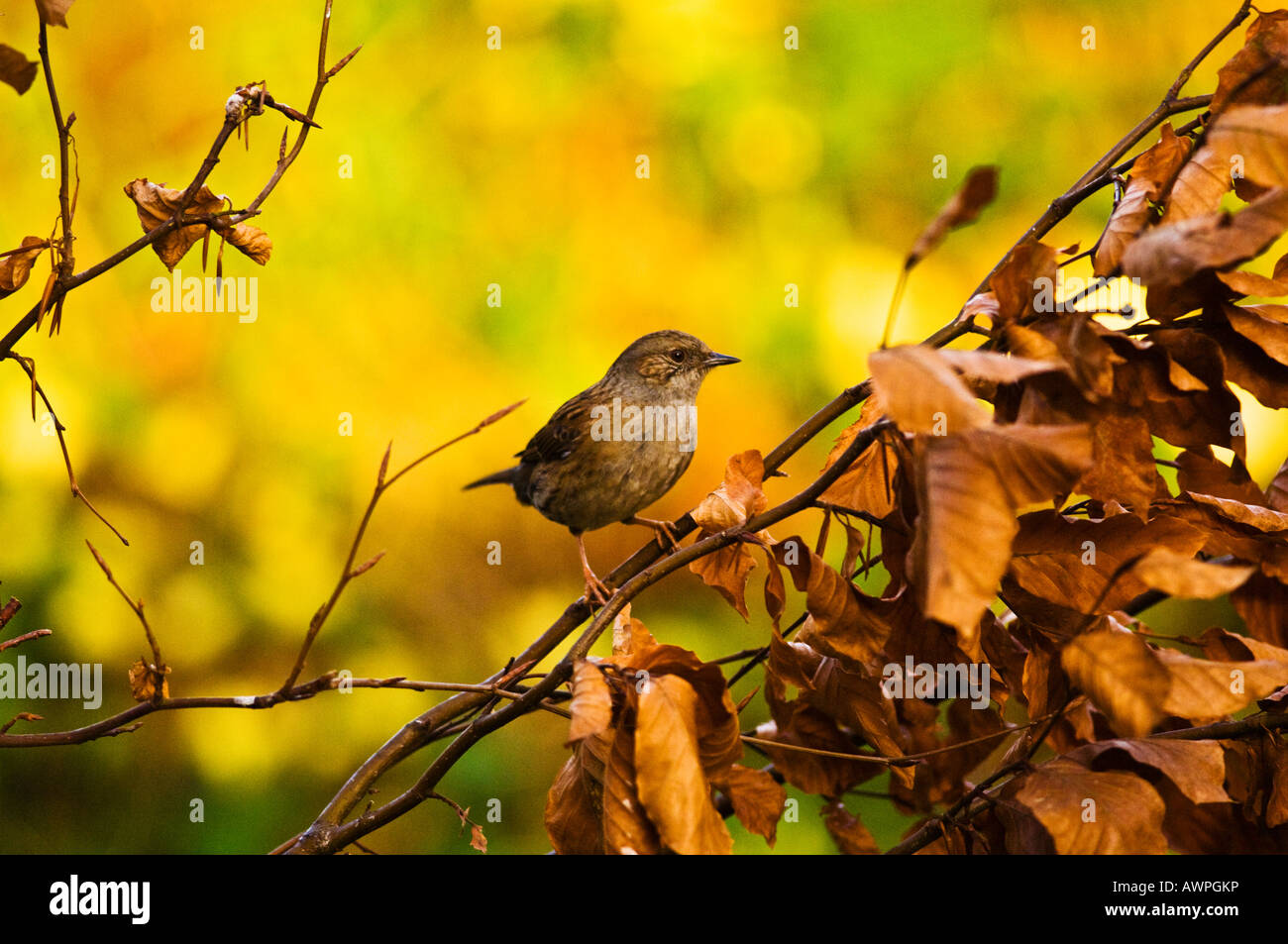 Dunnock in mattina presto luce sul faggio in rame Foto Stock