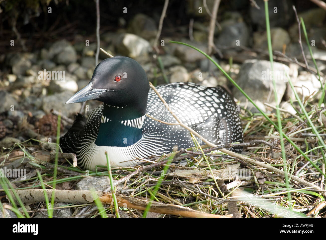 Nidificazione Loon Foto Stock