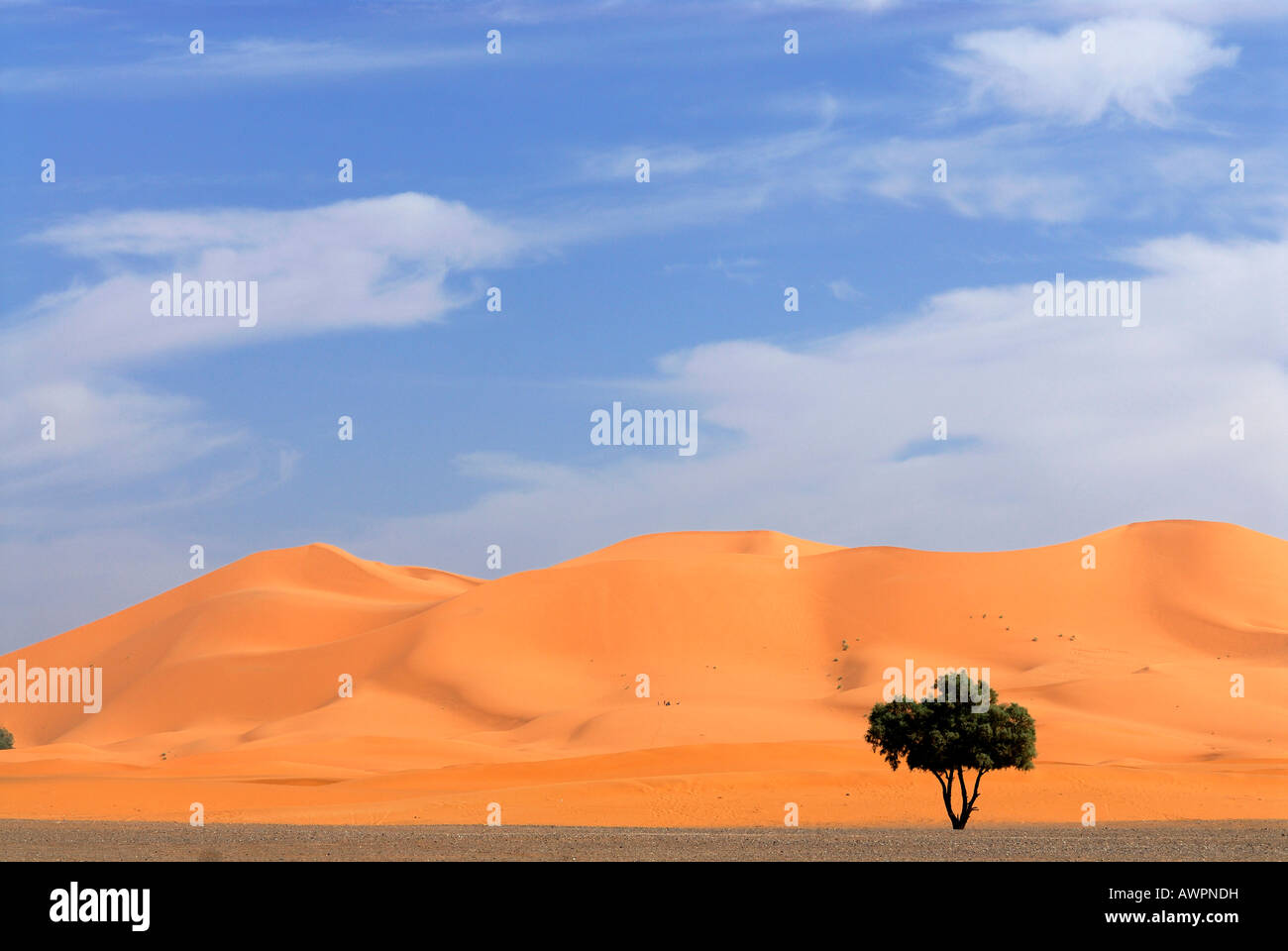 Albero che cresce nella parte anteriore delle dune di sabbia, Erg Chebbi, Merzouga, Marocco, Africa del Nord Foto Stock