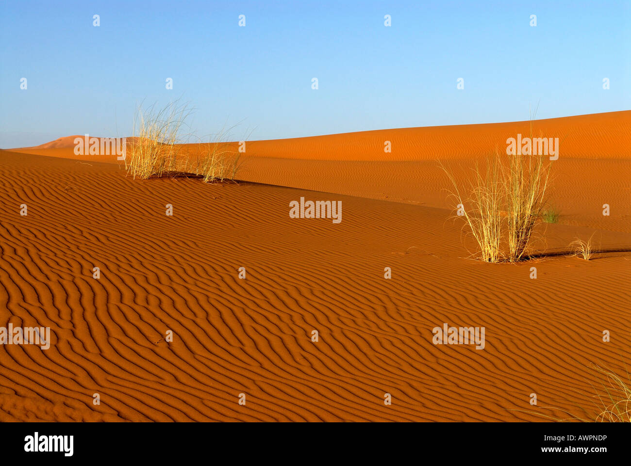 Ciuffi di erba nel deserto di sabbia, Erg Chebbi, Merzouga, Marocco, Africa del Nord Foto Stock