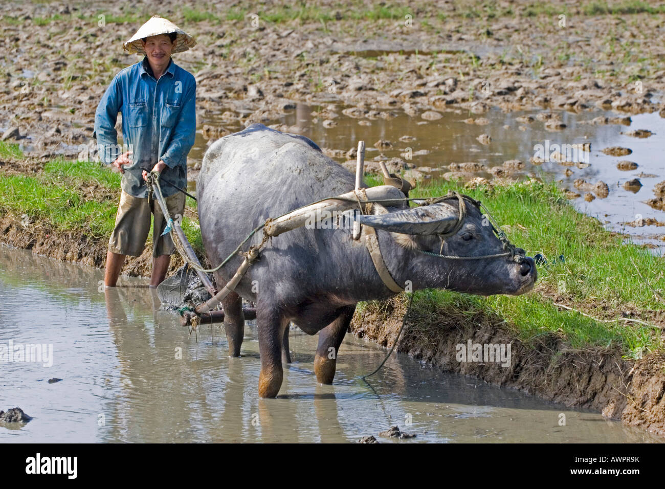 Agricoltore aratura di risone campo, Vietnam, Asia Foto Stock