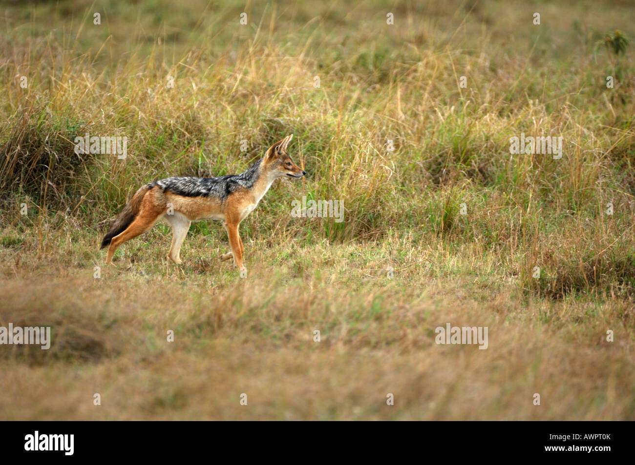 Nero-backed jackal (Canis mesomelas) sul suo mattino scout, Masai Mara, Kenya Africa Foto Stock