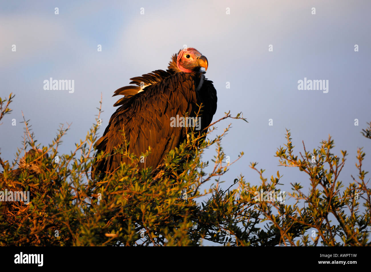 Falda-di fronte vulture (Torgos tracheliotus) seduto su un albero, il Masai Mara Kenya Africa Foto Stock