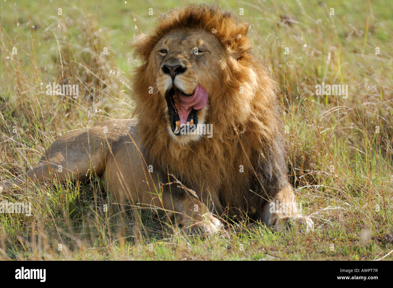 Lion (Panthera leo), il Masai Mara, Kenya, Africa Foto Stock