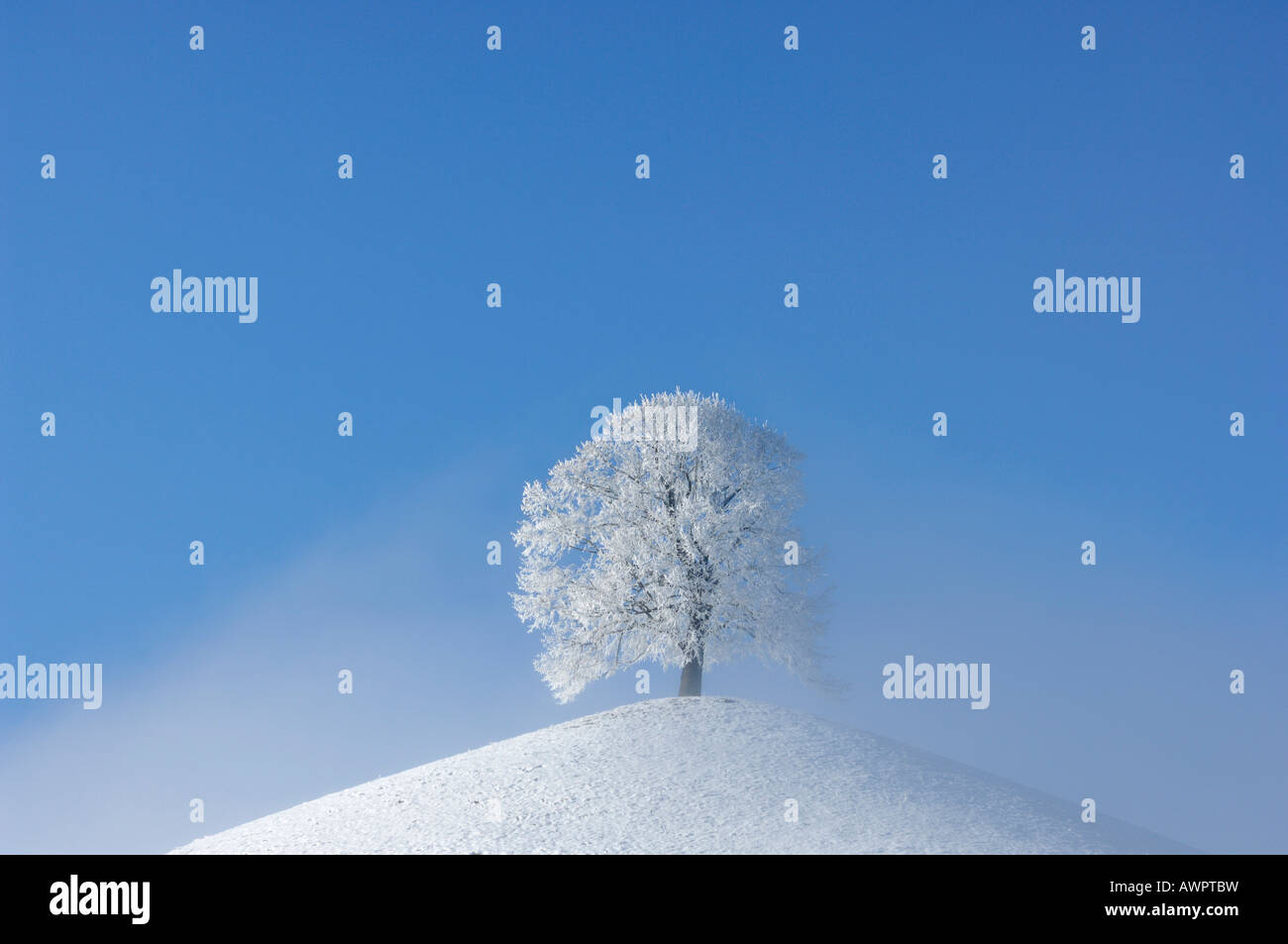 Frost-oggetto tree (trasformata per forte gradiente frost) su una morena, nella Svizzera centrale, Europa Foto Stock