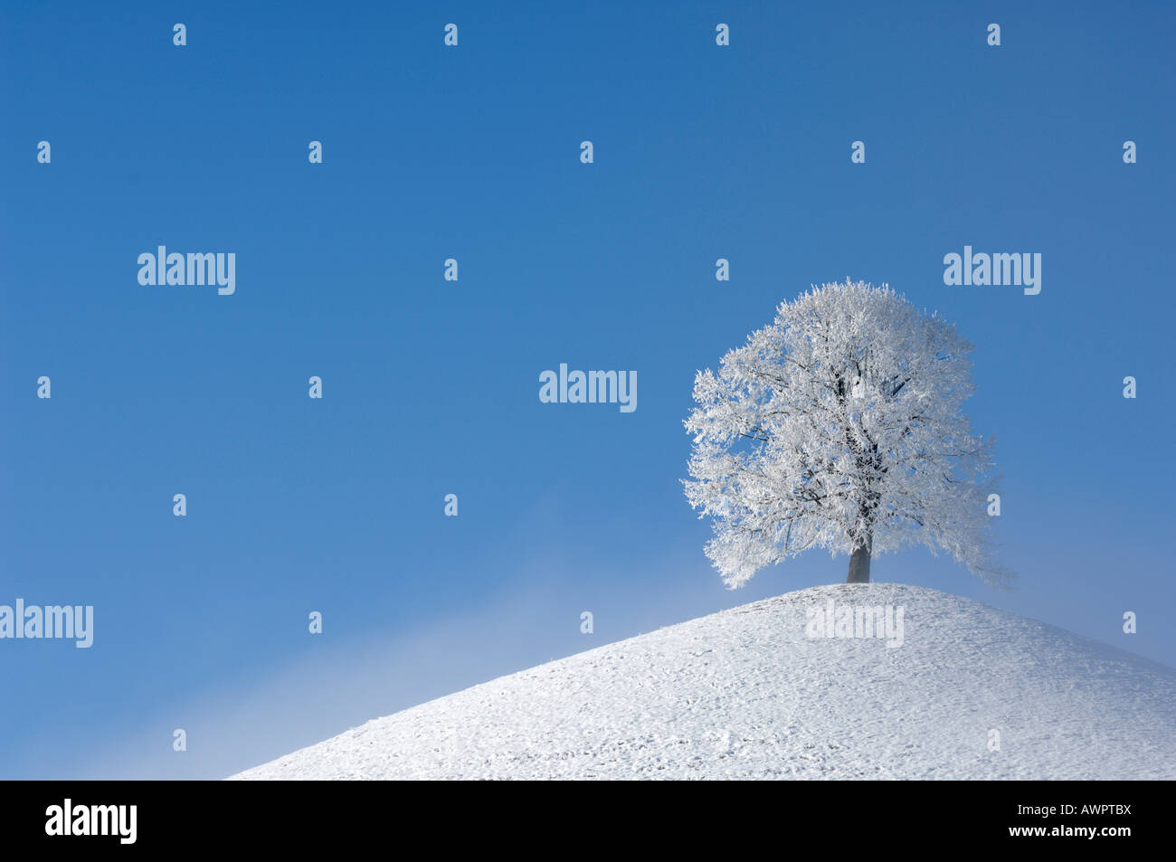 Frost-oggetto tree (trasformata per forte gradiente frost) su una morena, nella Svizzera centrale, Europa Foto Stock