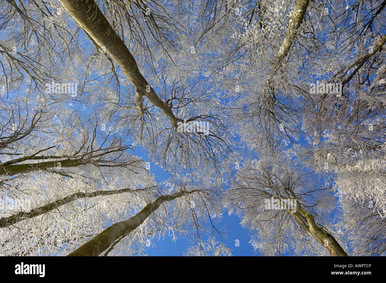 Frost alberi coperti Foto Stock
