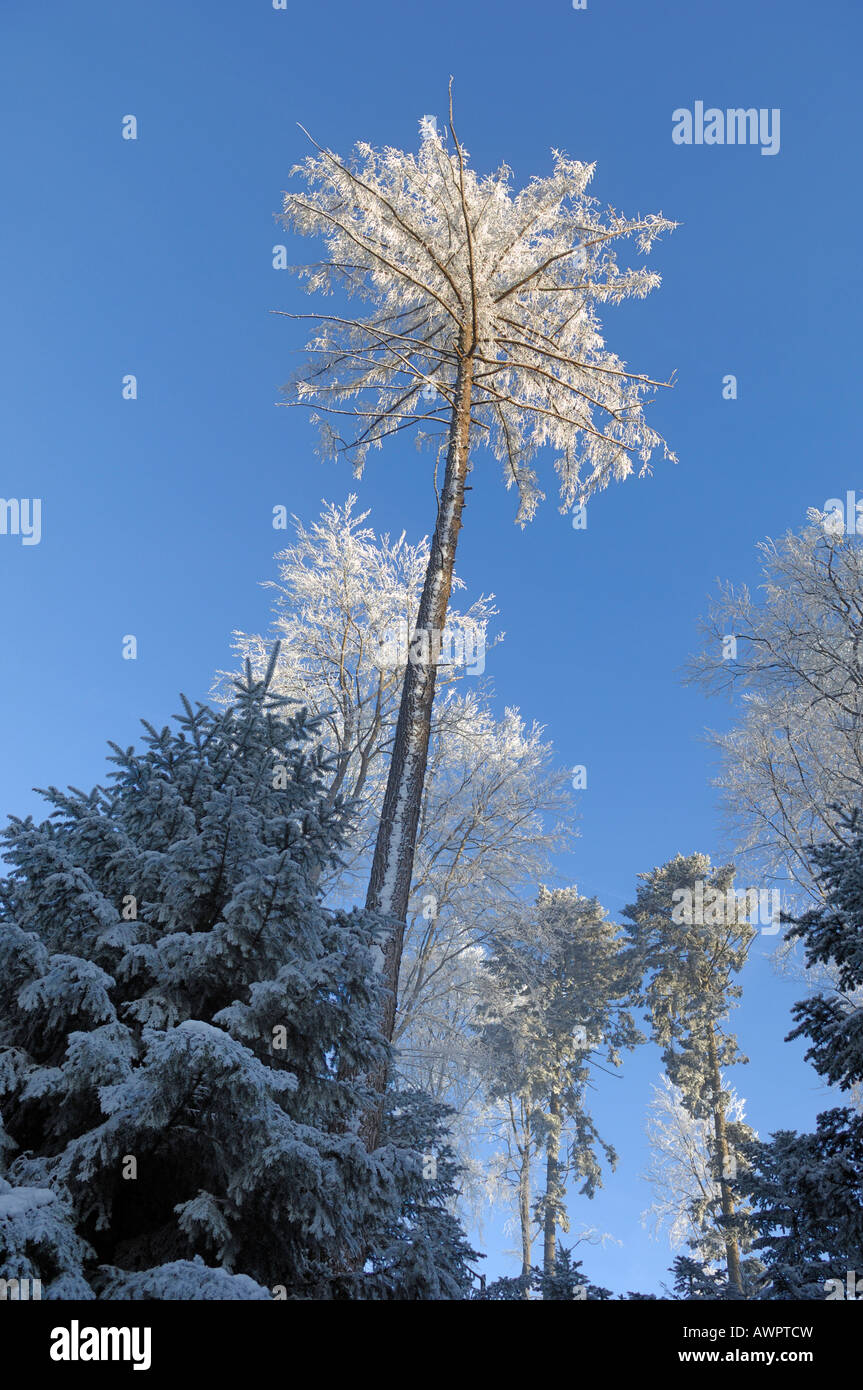 Frost-foresta coperta Foto Stock