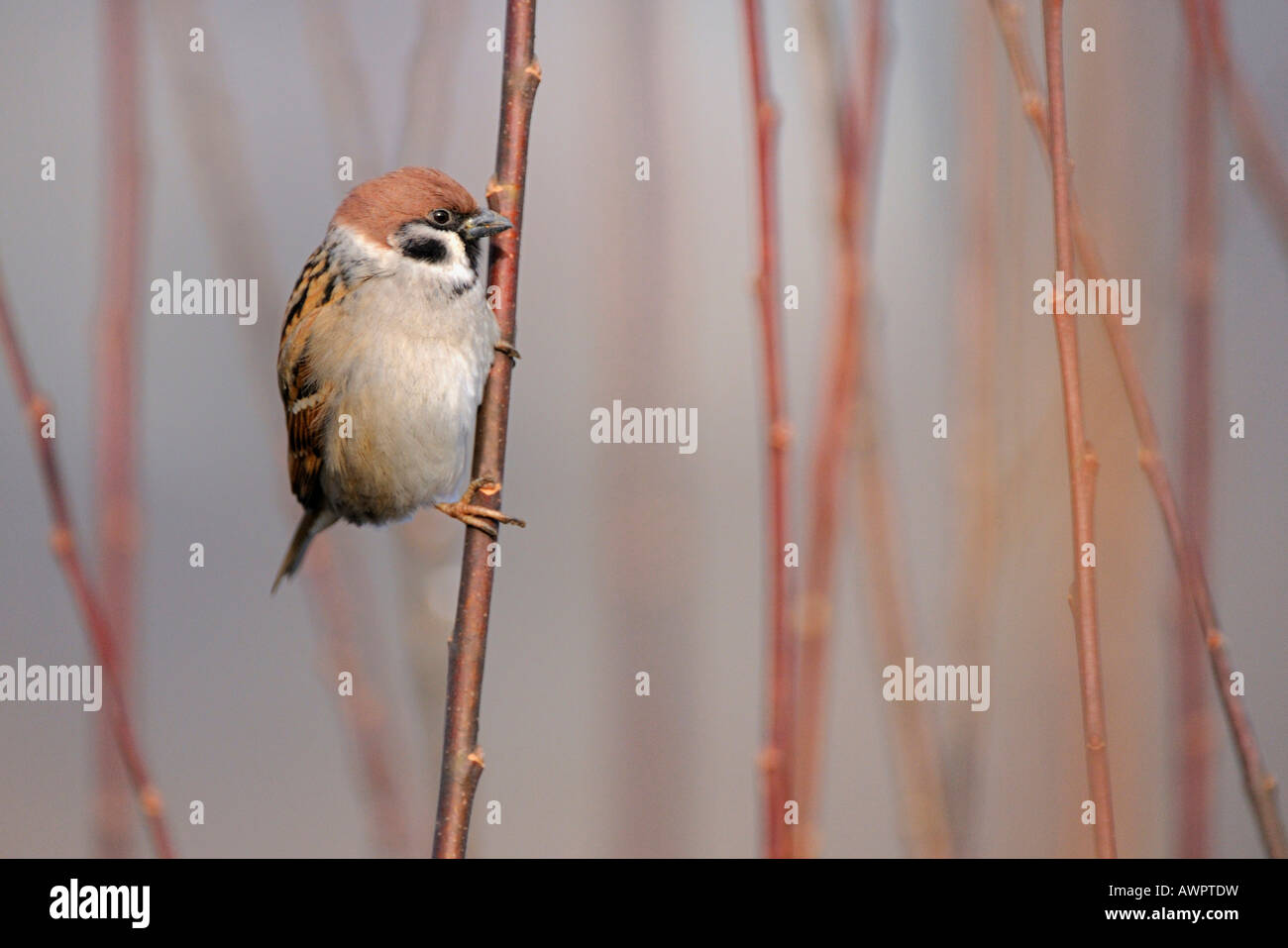 Eurasian Tree Sparrow o Tedesco Sparrow (Passer montanus) appollaiato su un ramo Foto Stock