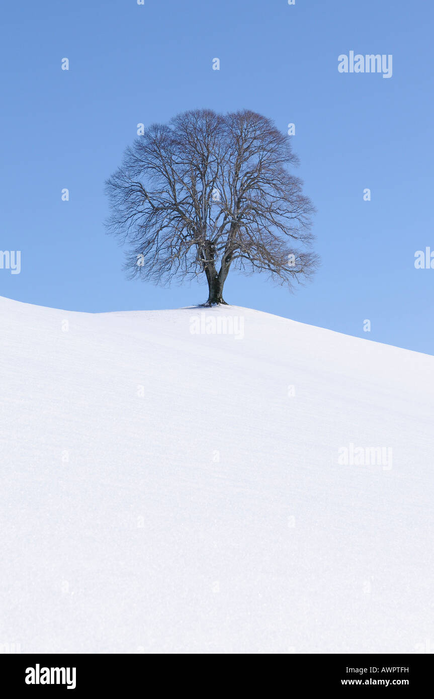 Linden o Tiglio (Tilia) su una collina, inverno, Hirzel, Zurigo, Svizzera, Europa Foto Stock