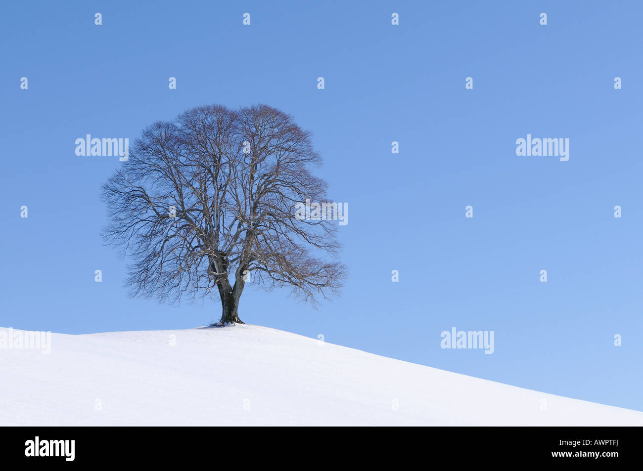 Linden o Tiglio (Tilia) su una collina, inverno, Hirzel, Zurigo, Svizzera, Europa Foto Stock