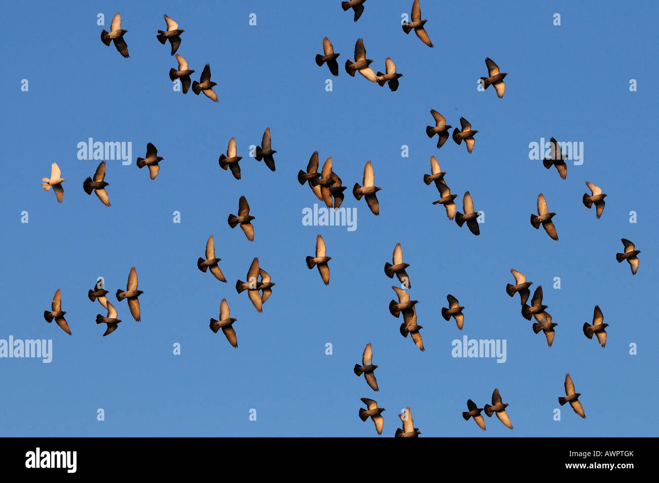 Stormo di piccioni (Columbidi) in volo, Zug, Svizzera, Europa Foto Stock