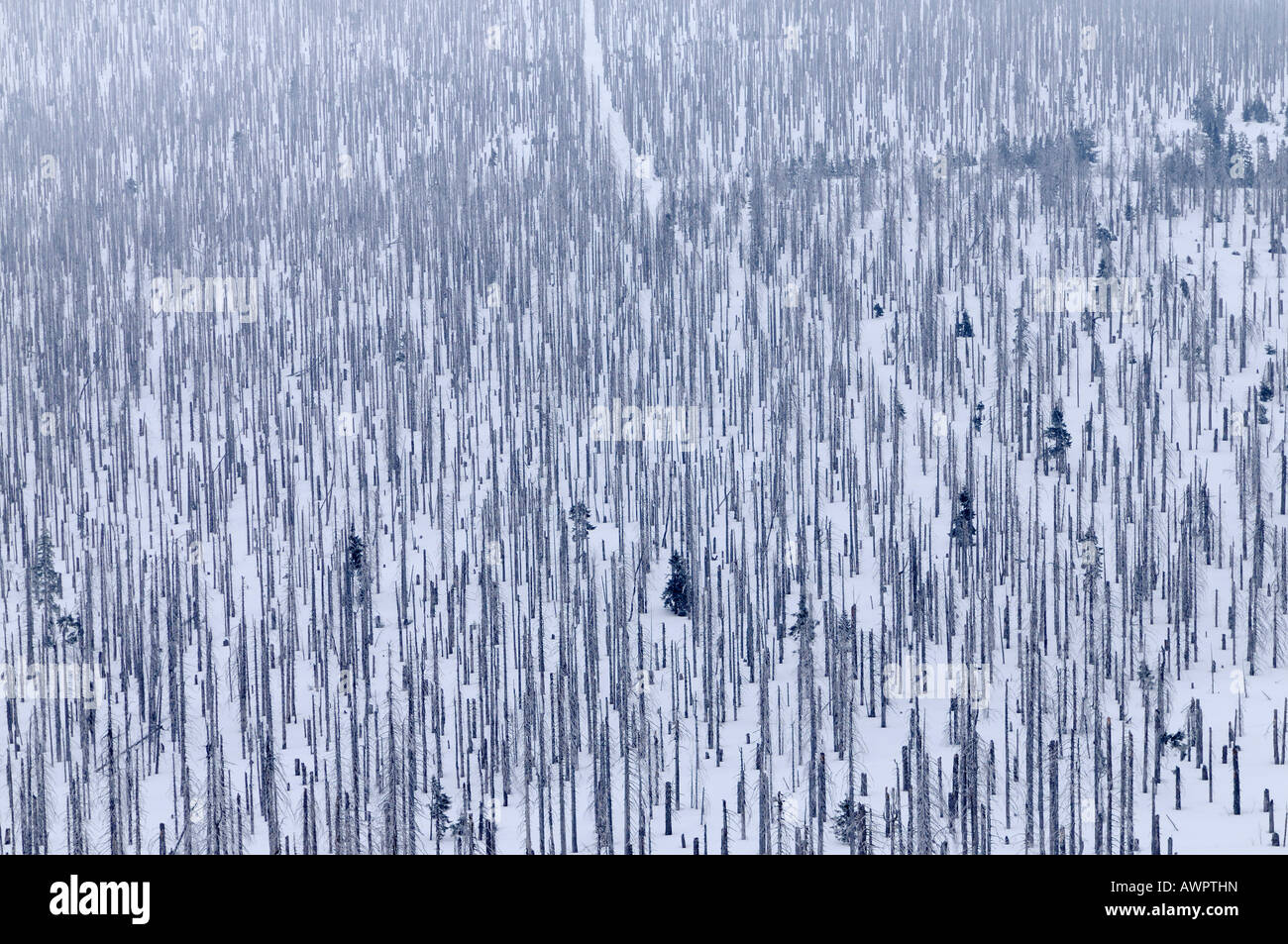 Forest danneggiato da scolitidi, Lusen, Bayerischer Wald (Foresta Bavarese), in Baviera, Germania, Europa Foto Stock
