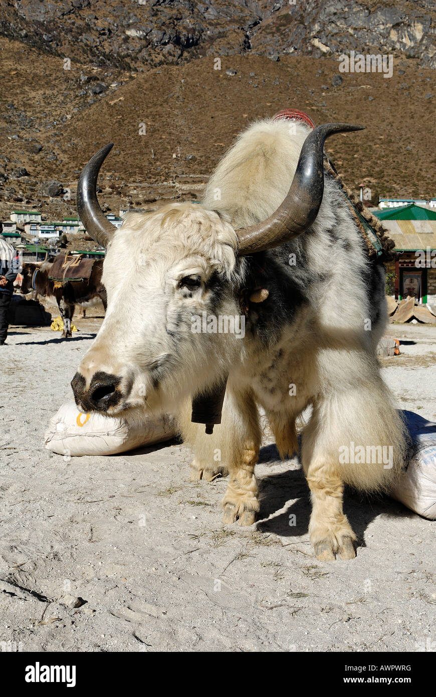 Yak, bestia da soma a Thame Sherpa village, Parco Nazionale di Sagarmatha, Khumbu, in Nepal Foto Stock