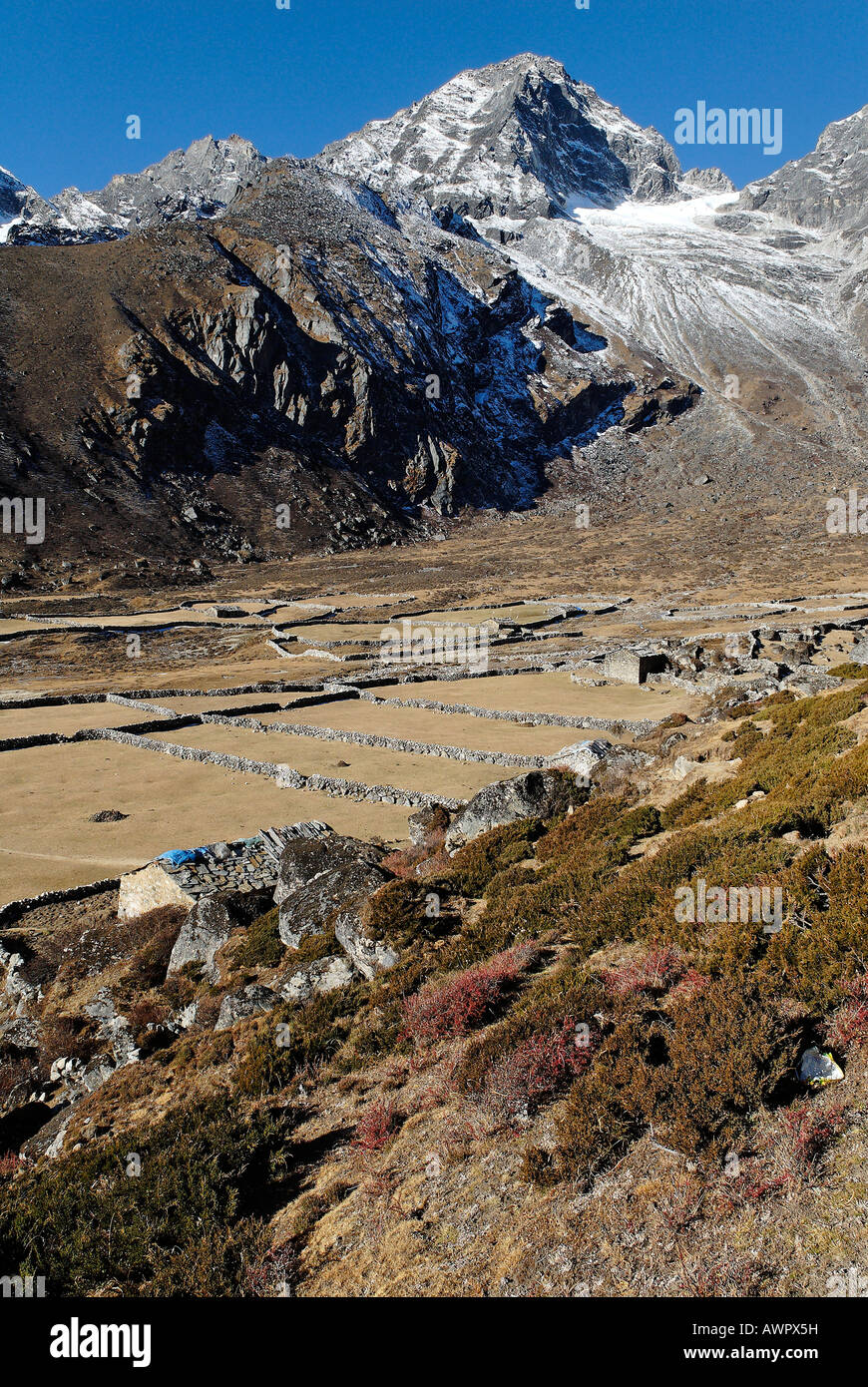 Yak al pascolo Machhermo vicino (4410), il Parco Nazionale di Sagarmatha, Khumbu Himal, Nepal Foto Stock