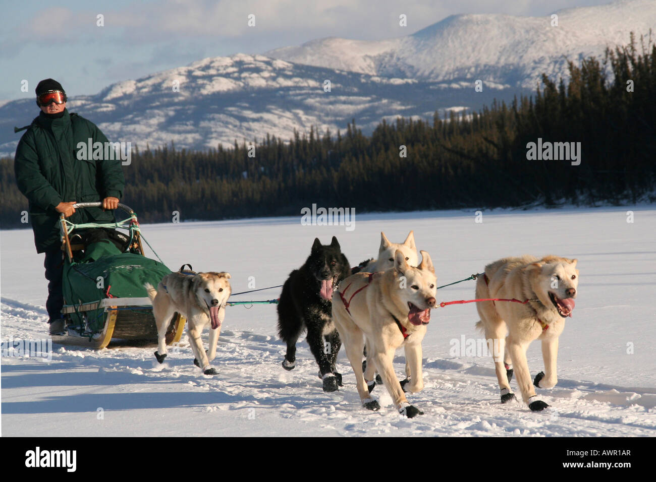 Slitte trainate da cani, i cavi elettrici e Sled driver, fiume di Yukon, Yukon Territory, Canada Foto Stock