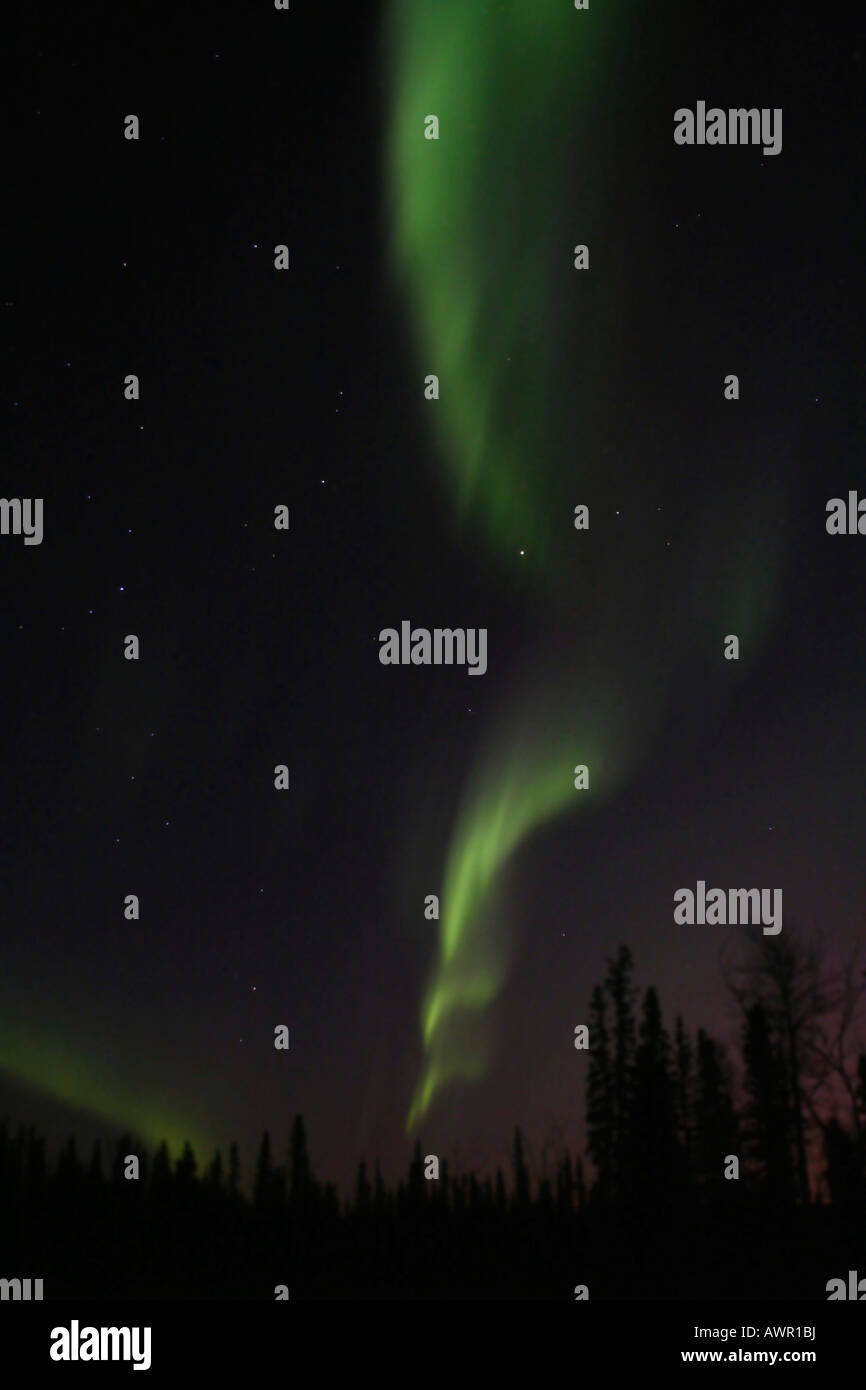 Luci del Nord (l'Aurora Boreale, alberi stagliano in luce verde, Yukon Territory, Canada Foto Stock