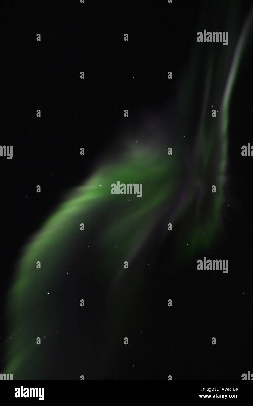 Luci del Nord (l'Aurora Boreale, alberi stagliano in luce verde, Yukon Territory, Canada Foto Stock