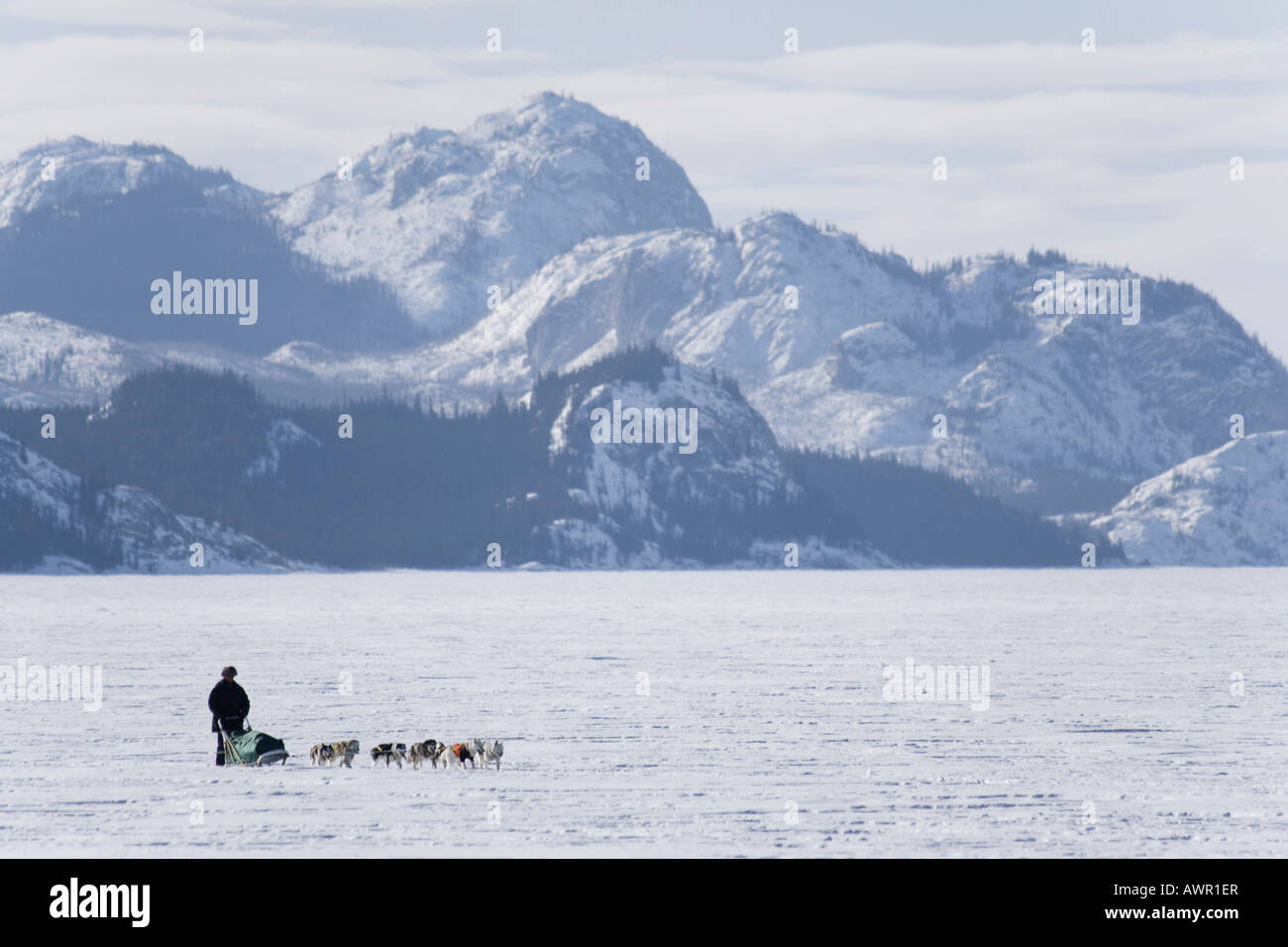 Il team del cane con musher in distanza, lago ghiacciato Laberge, Yukon Territory, Canada Foto Stock