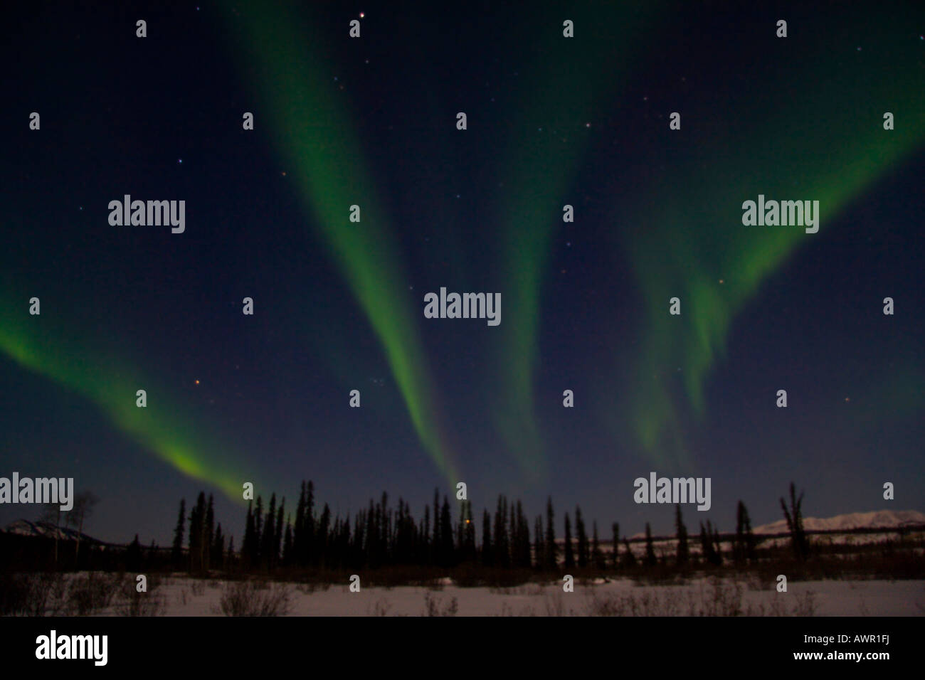 Green Northern lights over Takhini Valley con sagome ad albero, Aurora Boreale, Yukon Territory, Canada Foto Stock