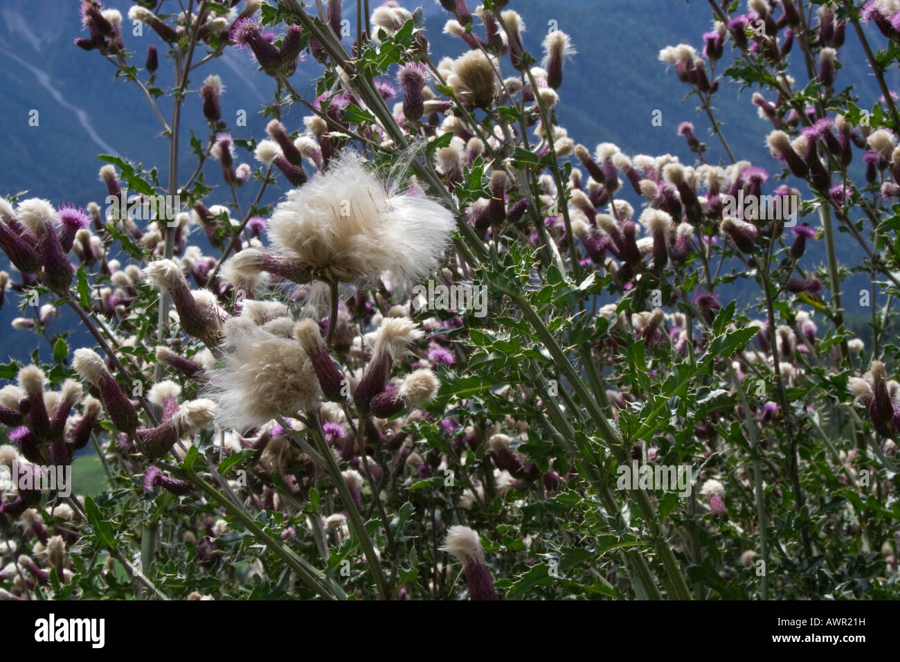 Cardi (Asteraceae), il paesaggio di montagna Foto Stock