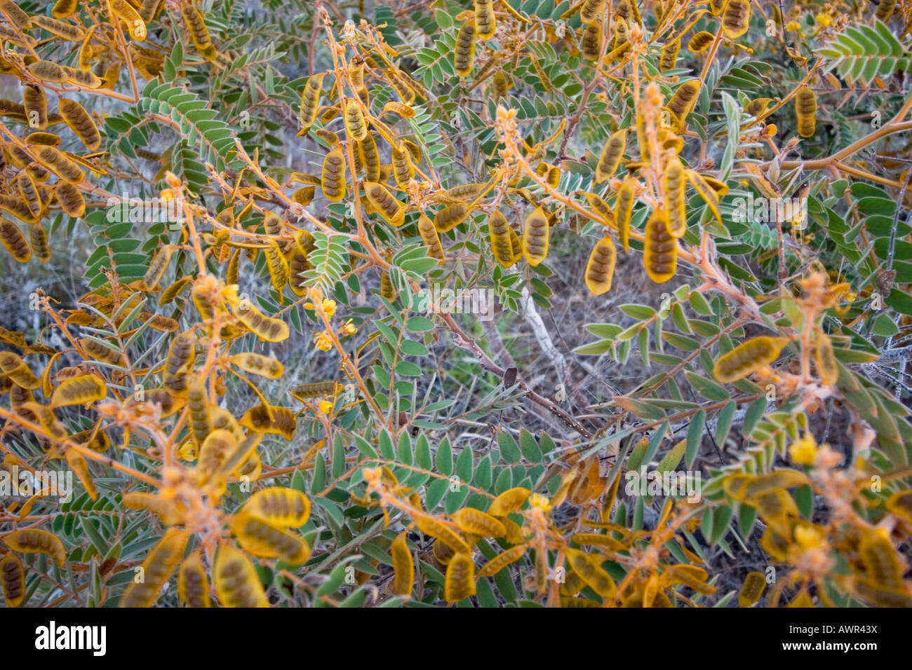 Scarafaggio Bush (Senna notabilis), Bungle Bungle, Parco Nazionale di Purmululu, Kimberley, Western Australia, WA, Australia Foto Stock