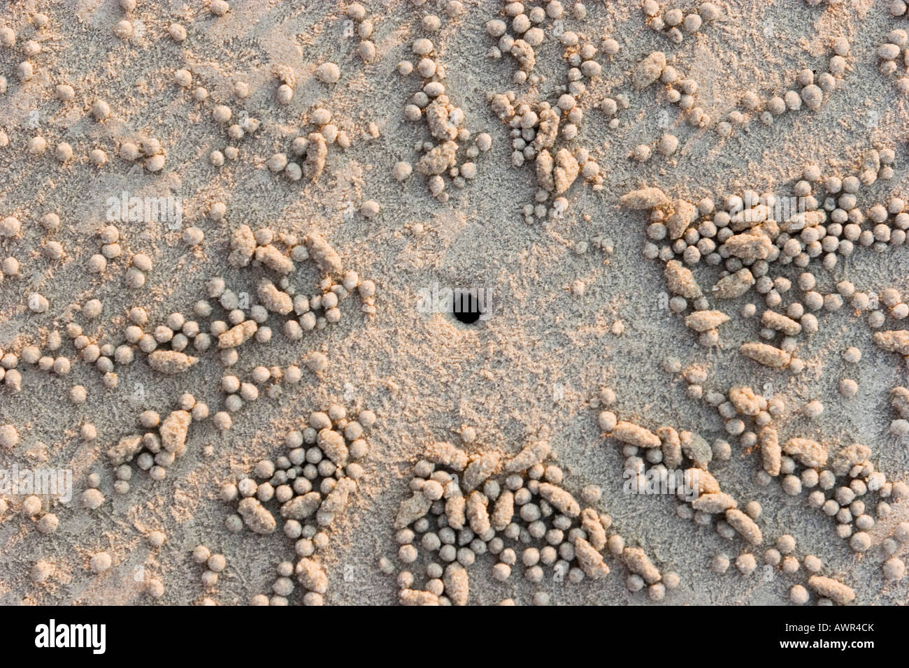 Il granchio di sabbia buca di sabbia, pattern Foto Stock