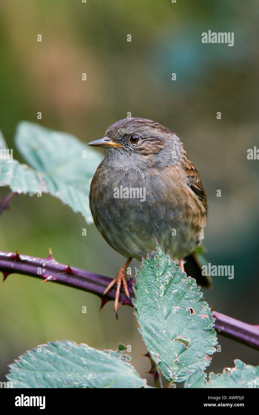 Dunnock Prunella modularis arroccato su rovo cercando alert potton bedfordshire Foto Stock