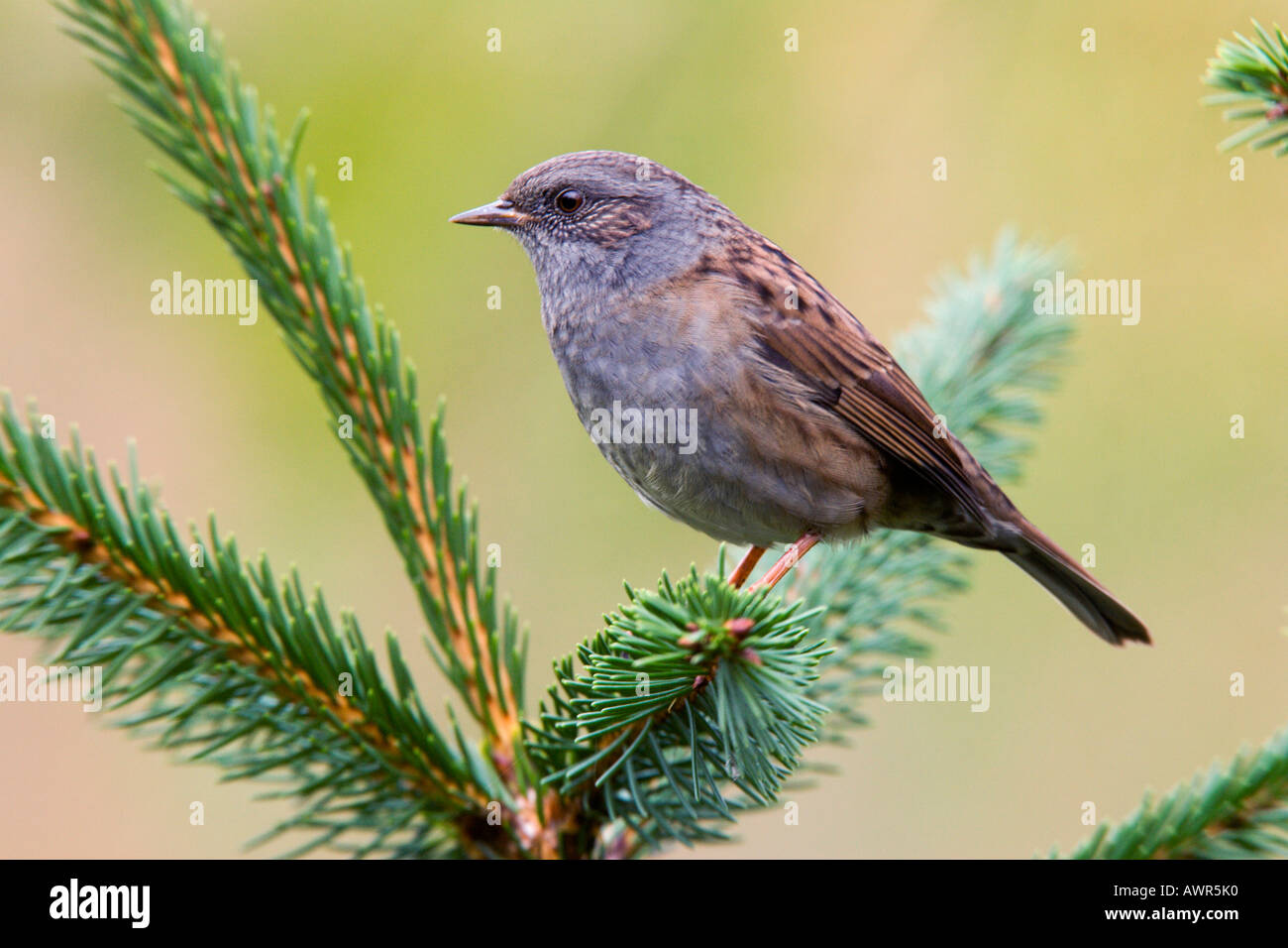Dunnock Prunella modularis arroccato su pino cercando alert potton bedfordshire Foto Stock