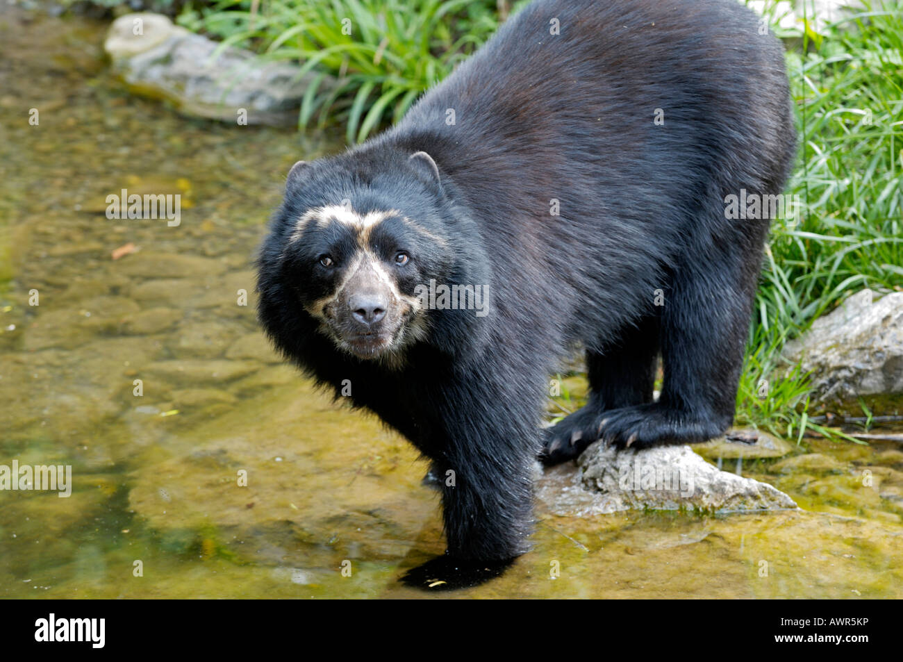Spectacled Bear (Tremarctos ornatus) all'acqua, allo Zoo di Zurigo, Svizzera Foto Stock