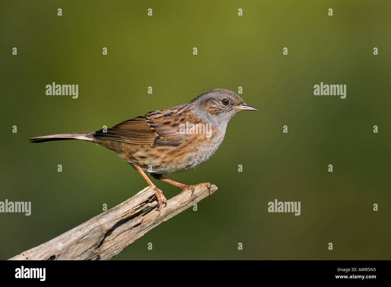Dunnock Prunella modularis appollaiato sul vecchio ramo cercando alert potton bedfordshire Foto Stock