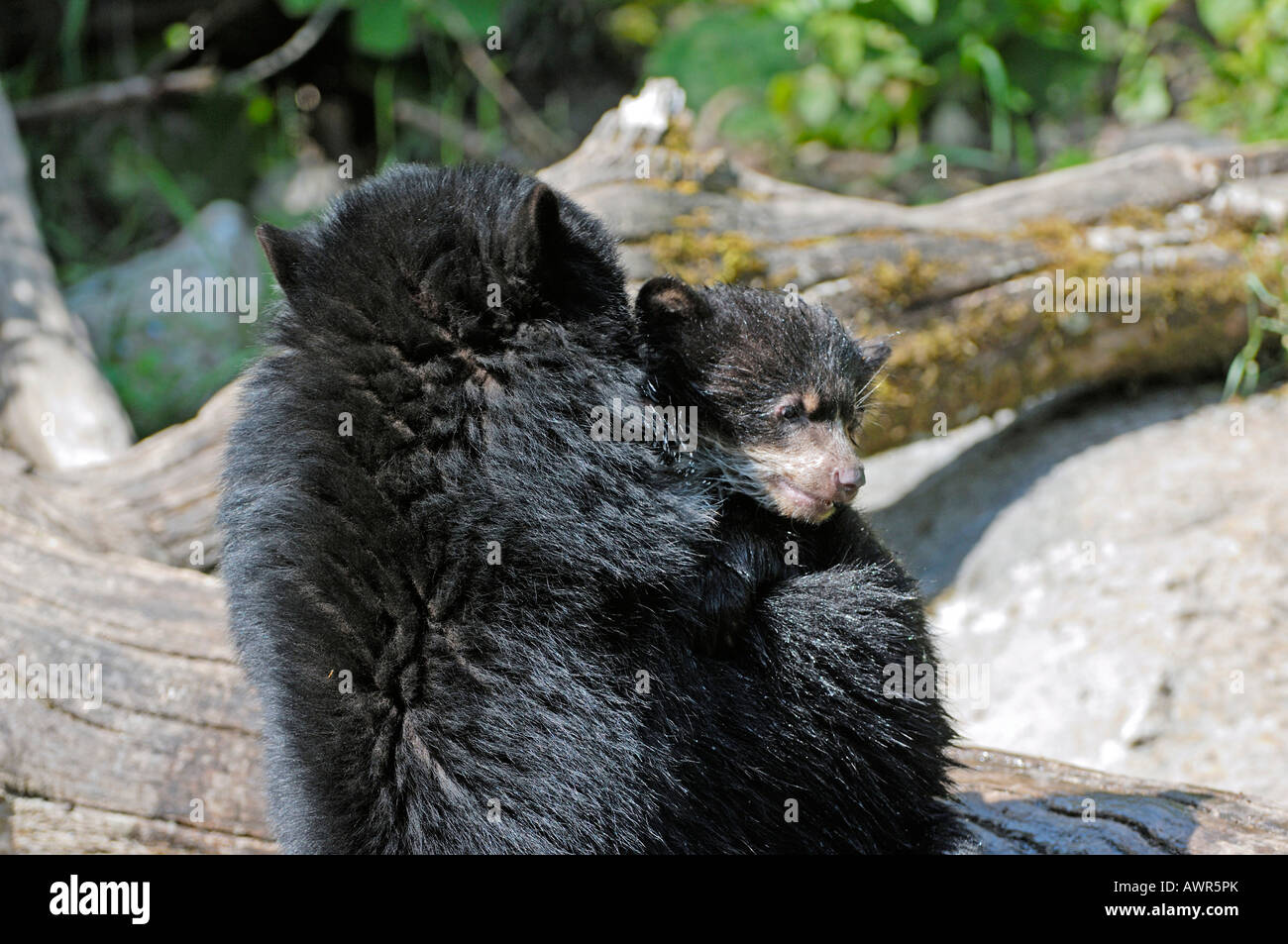 Spectacled o orso andino (Tremarctos ornatus) azienda cub nelle sue braccia, lo Zoo di Zurigo, Zurigo, Svizzera, Europa Foto Stock