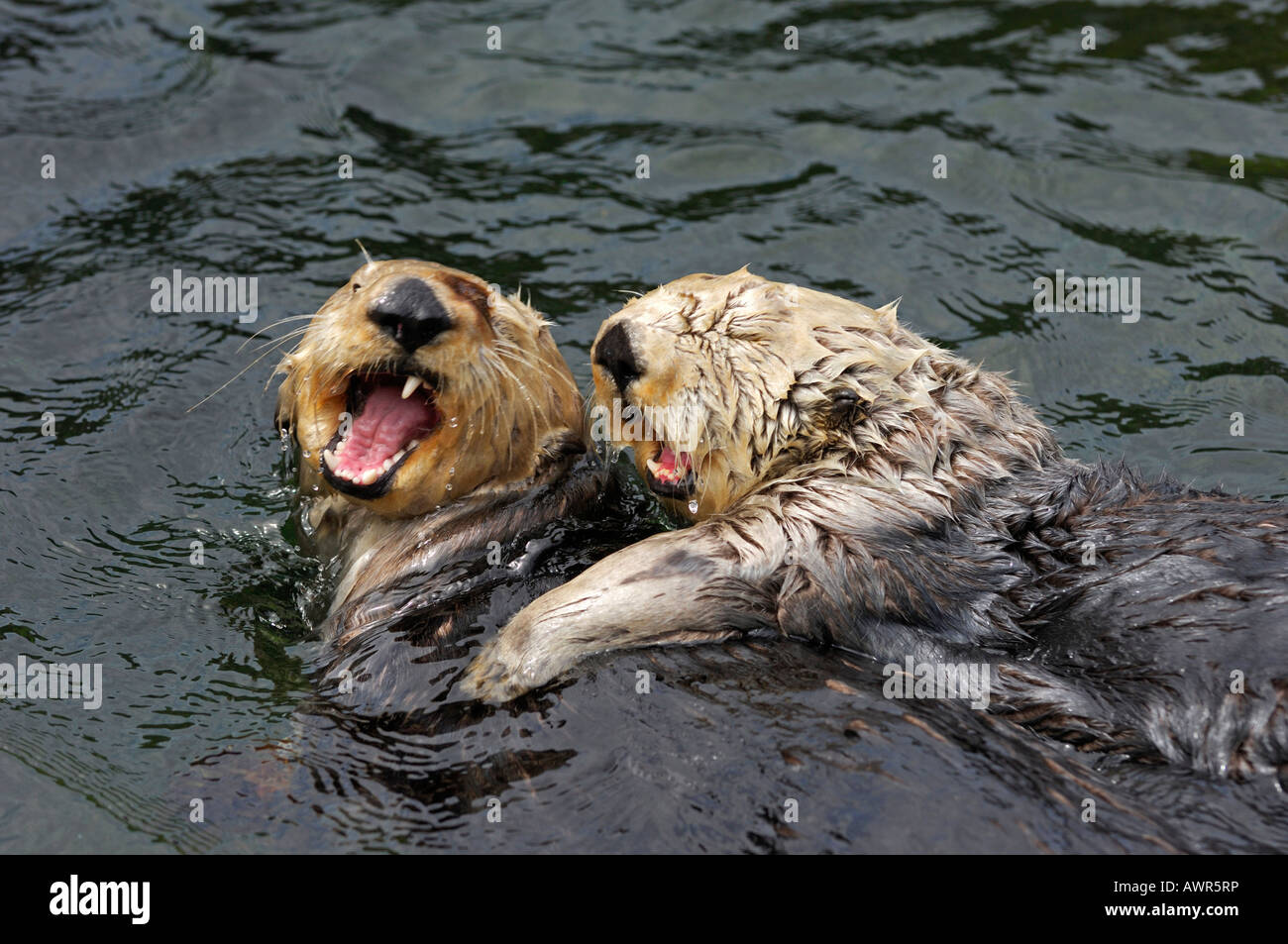 Le lontre marine (Enhydra lutris) giocando, Aquarium di Vancouver, Vancouver, British Columbia, Canada Foto Stock