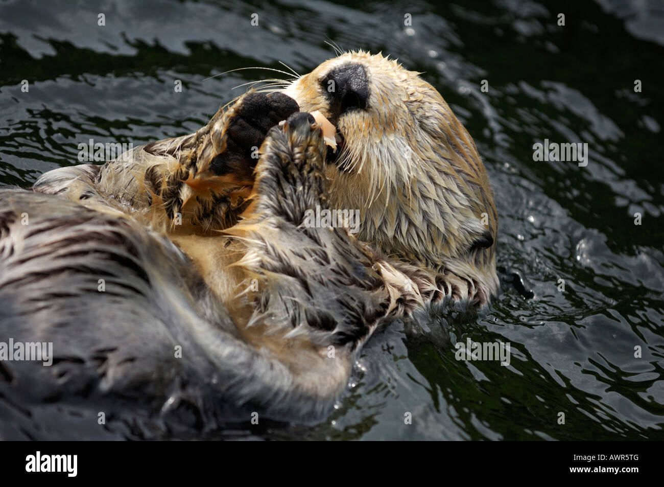 Sea Otter (Enhydra lutris) alimentazione su cozze, Aquarium di Vancouver, Vancouver, British Columbia, Canada Foto Stock